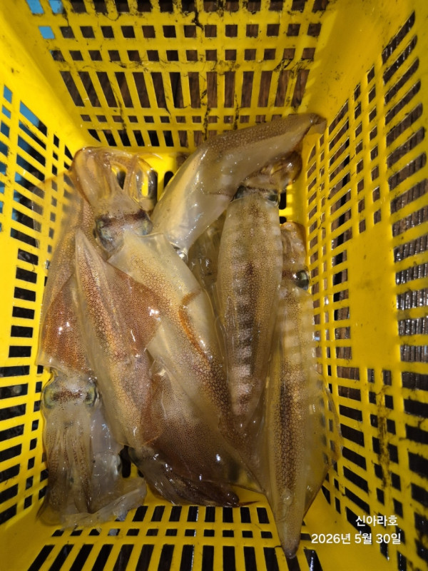 바다꾼낚시(신아라호)_사진_20260530_18.jpg