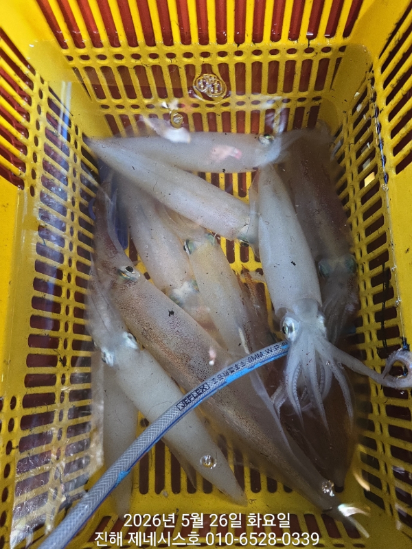 제네시스호(문어,진해문어,두족류)_사진_20260526_18.jpg