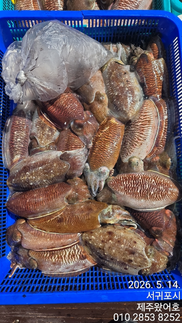 제주왔어호_사진_20260514_3.jpg