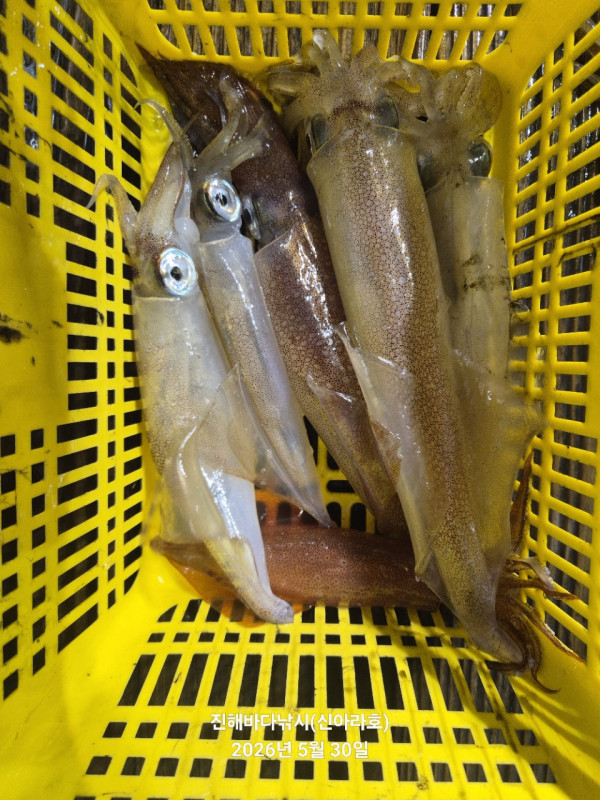 바다꾼낚시(신아라호)_사진_20260530_15.jpg