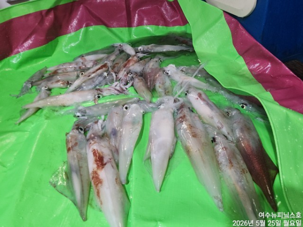5월25일한치 (18).jpg