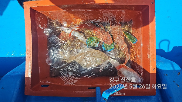 신신낚시 강구점 신신호_사진_20260526_8.jpg