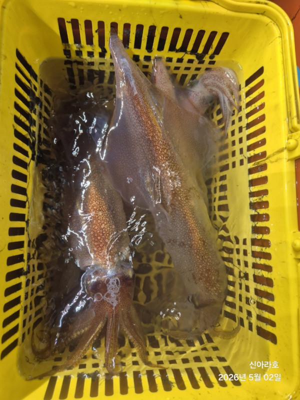 바다꾼낚시(신아라호)_사진_20260502_16.jpg
