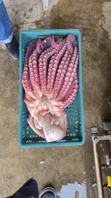 [크기변환]공현진낚시마트(돌핀호)_사진_20260506_20.jpeg