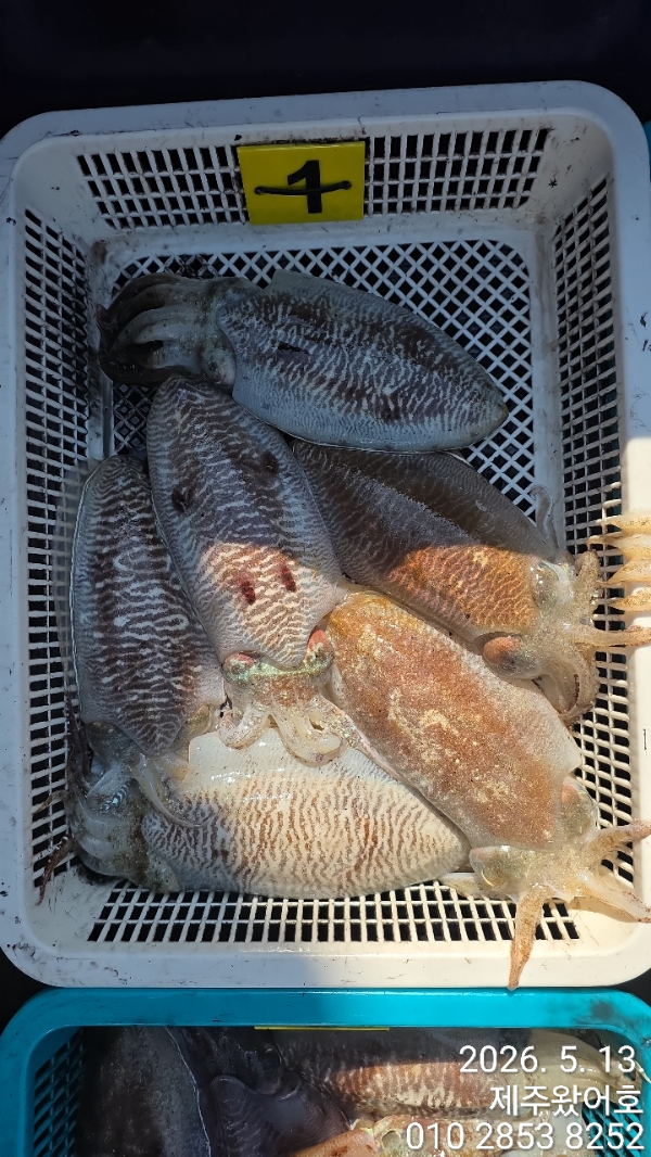 제주왔어호_사진_20260514_4.jpg