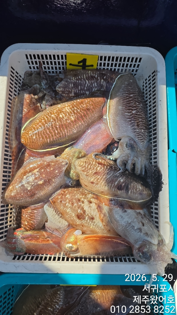 제주왔어호_사진_20260530_2.jpg