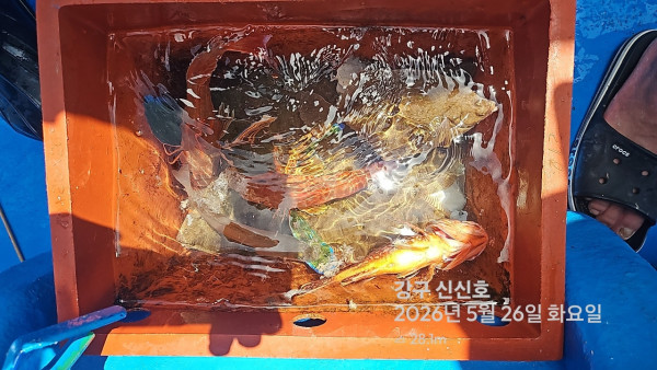 신신낚시 강구점 신신호_사진_20260526_15.jpg