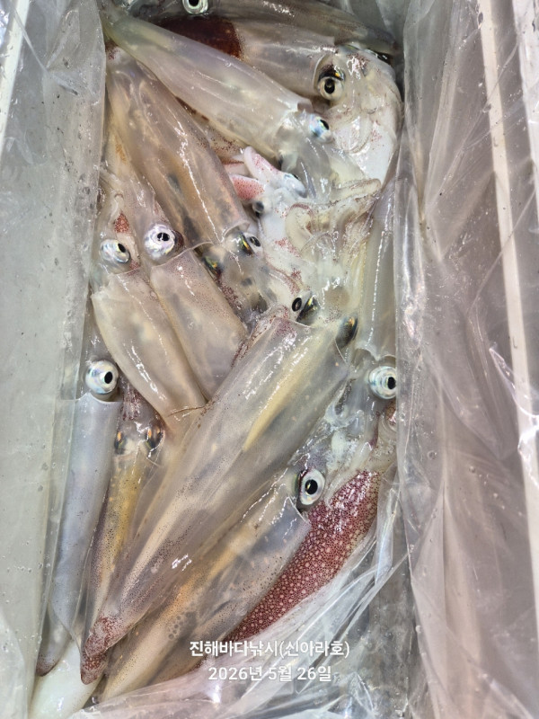 바다꾼낚시(신아라호)_사진_20260526_8.jpg