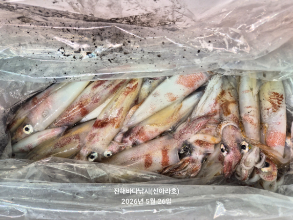 바다꾼낚시(신아라호)_사진_20260526_6.jpg