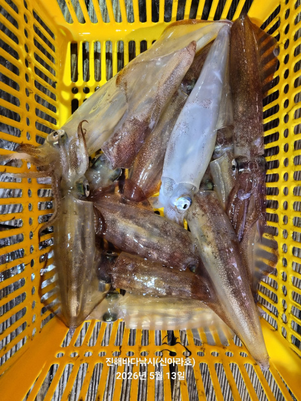바다꾼낚시(신아라호)_사진_20260513_3.jpg