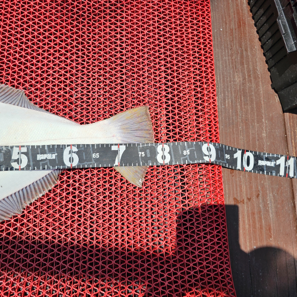 1000054248.jpg