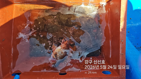 신신낚시 강구점 신신호_사진_20260524_20.jpg
