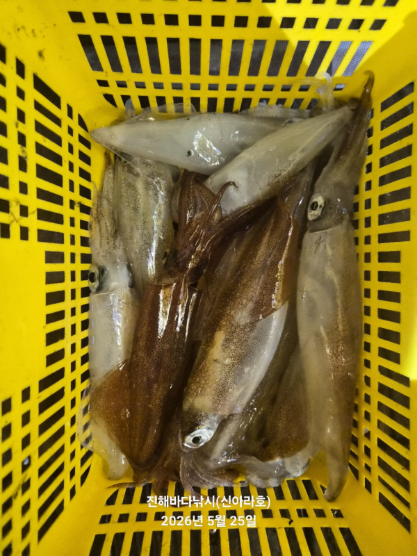 바다꾼낚시(신아라호)_사진_20260525_9.jpg