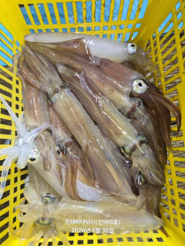 바다꾼낚시(신아라호)_사진_20260530_16.jpg