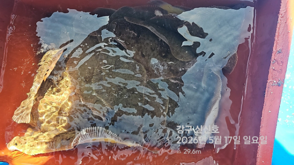 신신낚시 강구점 신신호_사진_20260517_17.jpg