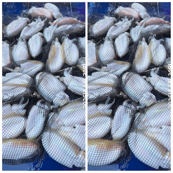 PhotoCollage_1780132659116.jpg