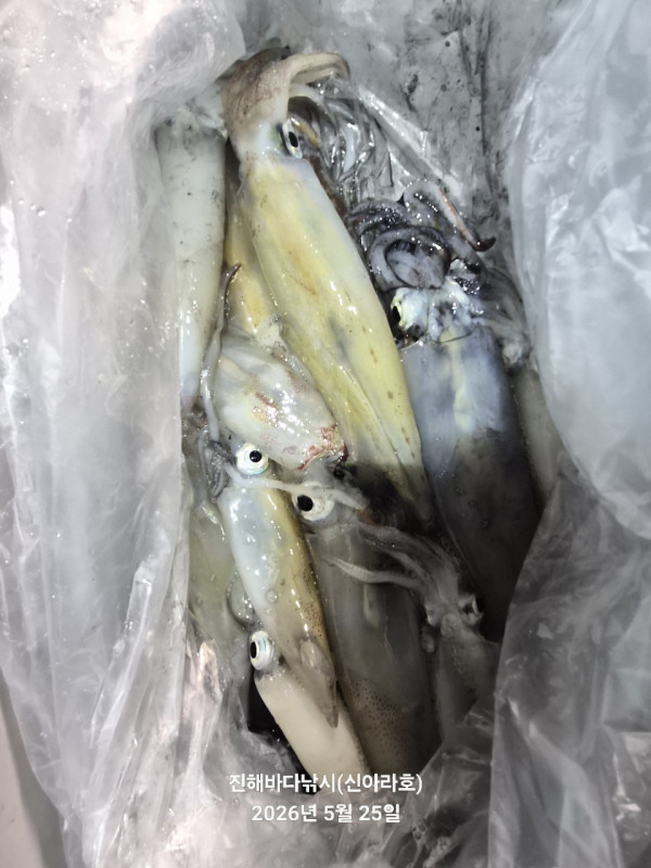 바다꾼낚시(신아라호)_사진_20260525_13.jpg