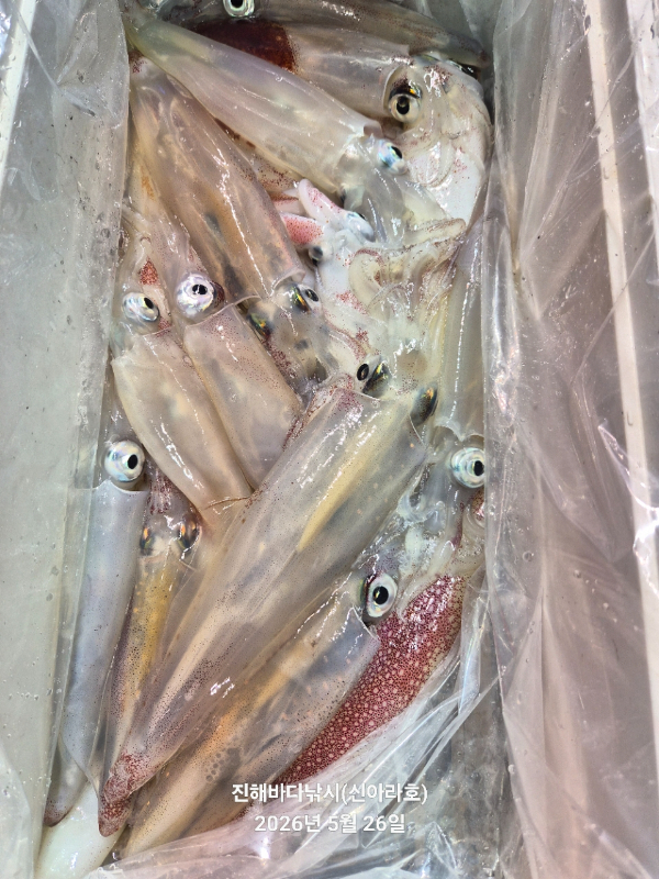 바다꾼낚시(신아라호)_사진_20260526_8.jpg