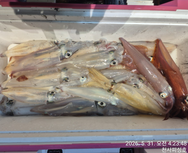 1004피싱_사진_20260530_11.jpg