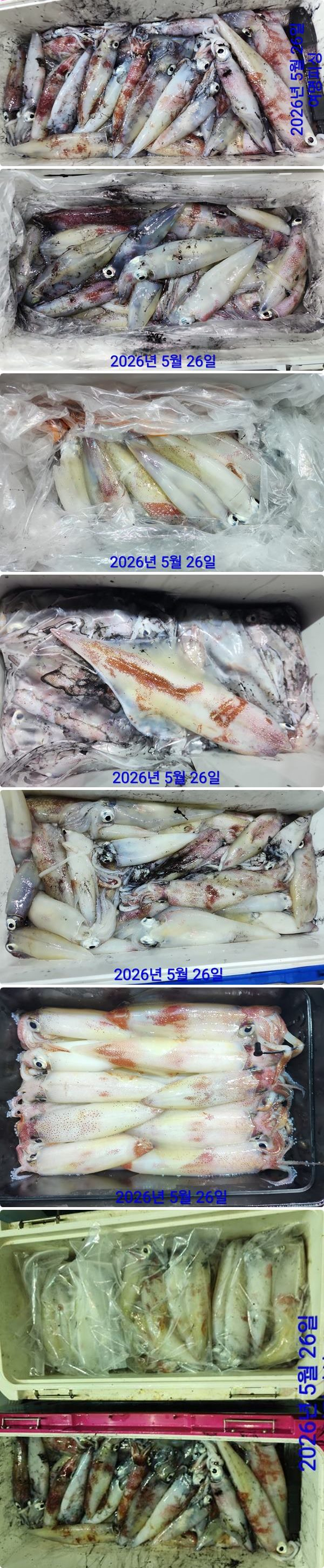 한치하1.jpg