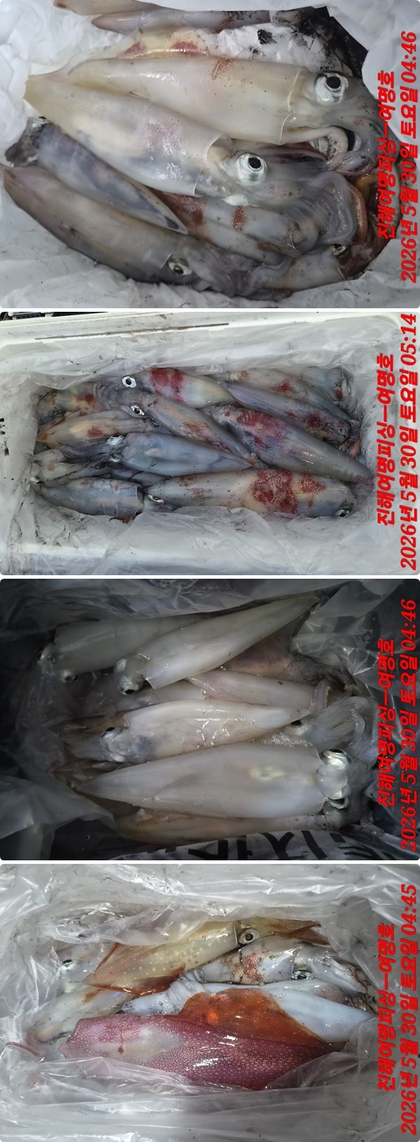 한치하.jpg