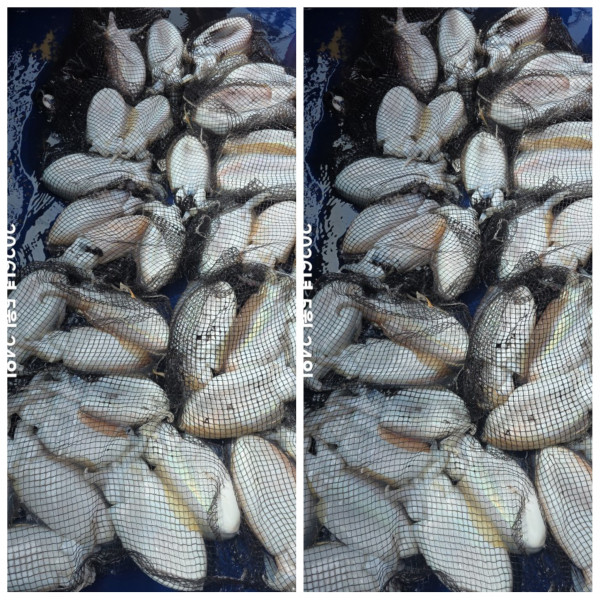 PhotoCollage_1779612644042.jpg