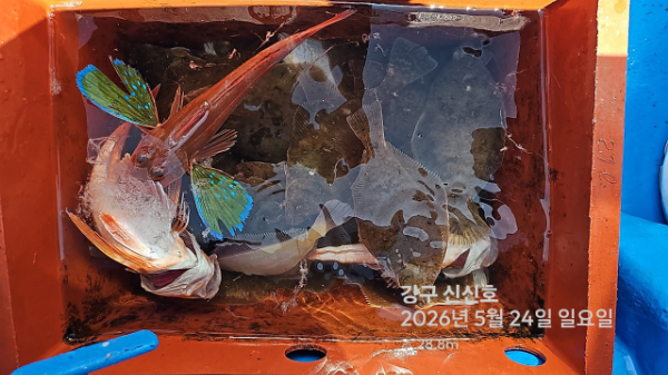 신신낚시 강구점 신신호_사진_20260524_17.jpg