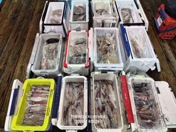 신아라호 한치 칼치 오징어_사진_20260626_10.jpg