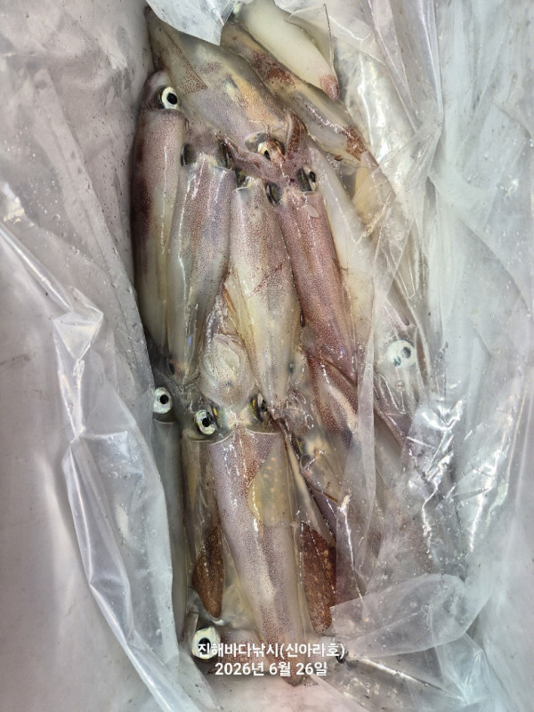 신아라호 한치 칼치 오징어_사진_20260626_15.jpg