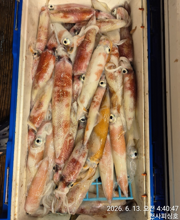 1004피싱_사진_20260613_3.jpg