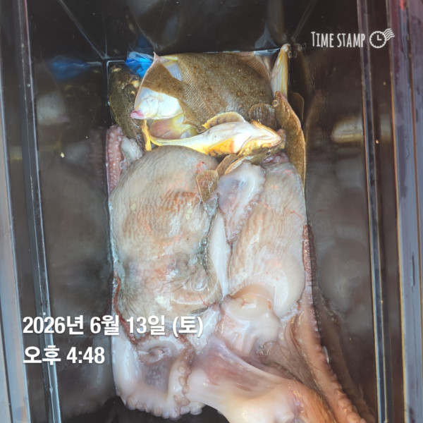 공현진낚시마트(돌핀호)_사진_20260613_12.jpg
