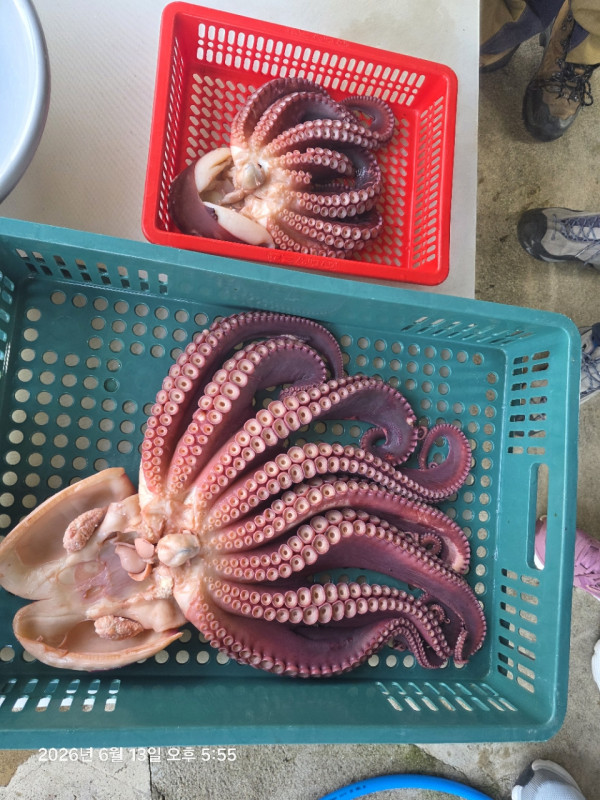 공현진낚시마트(돌핀호)_사진_20260613_17.jpg
