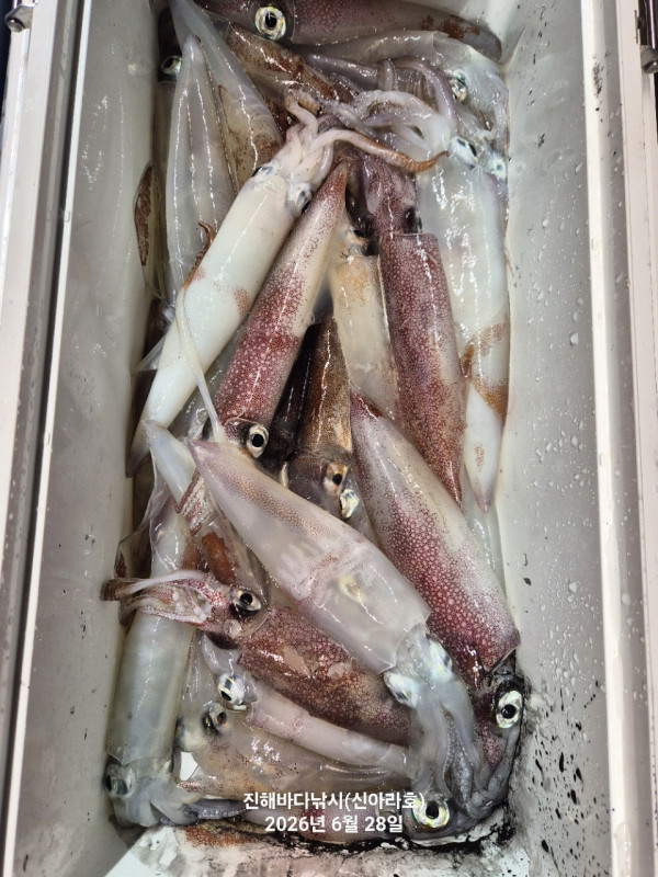 신아라호 한치 칼치 오징어_사진_20260628_26.jpg