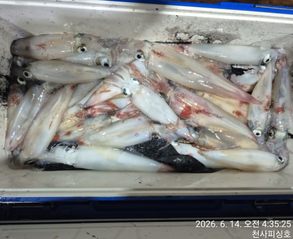 1004피싱_사진_20260614_2.jpg