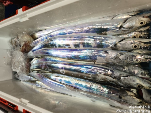 6월28일갈치 (13).jpg
