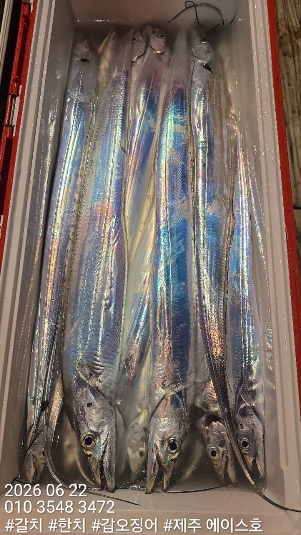 KakaoTalk_20260622_092142556_11.jpg
