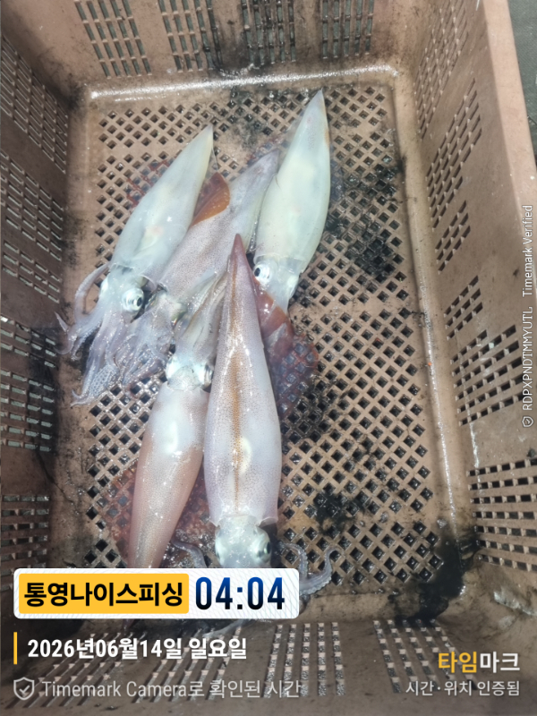 2026-06-14 04.04.45__(제목-통영나이스피싱).jpg
