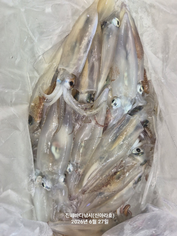 신아라호 한치 칼치 오징어_사진_20260627_10.jpg