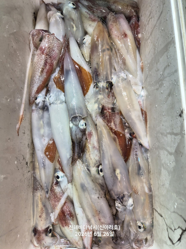 신아라호 한치 칼치 오징어_사진_20260626_18.jpg