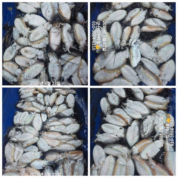 PhotoCollage_1782379036673.jpg