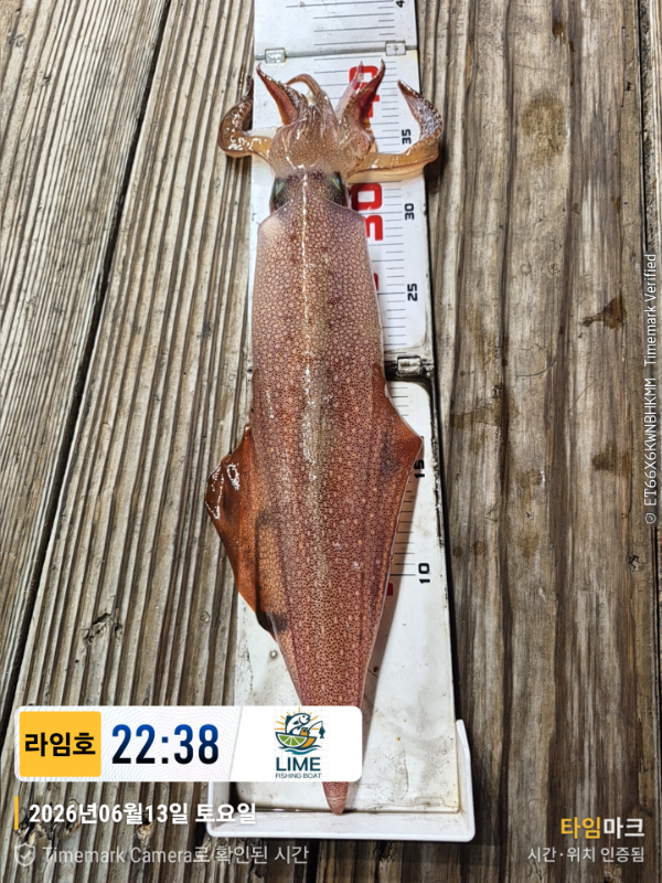2026-06-13 22.38.00__(제목-라임호).jpg