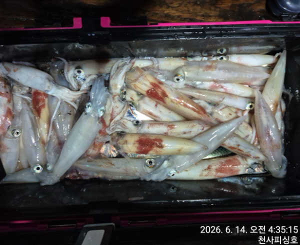 1004피싱_사진_20260614_3.jpg