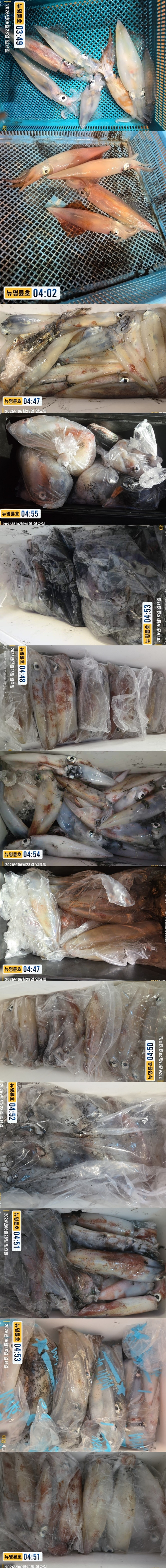 6-28한치2.jpg