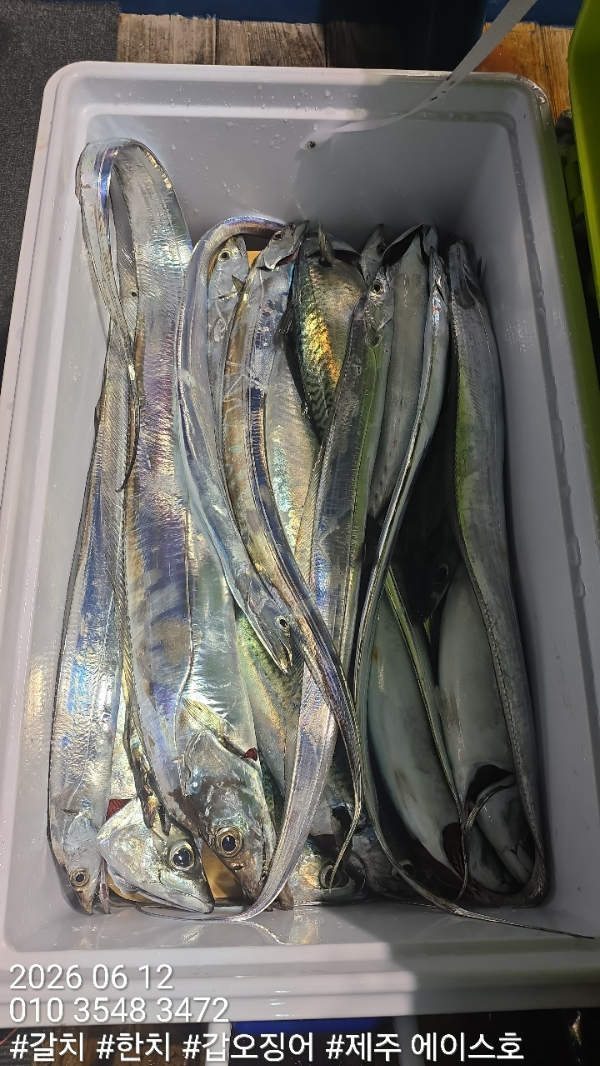 KakaoTalk_20260612_202801564_12.jpg