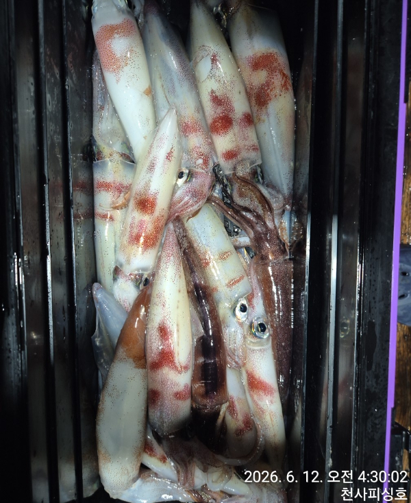 1004피싱_사진_20260612_6.jpg