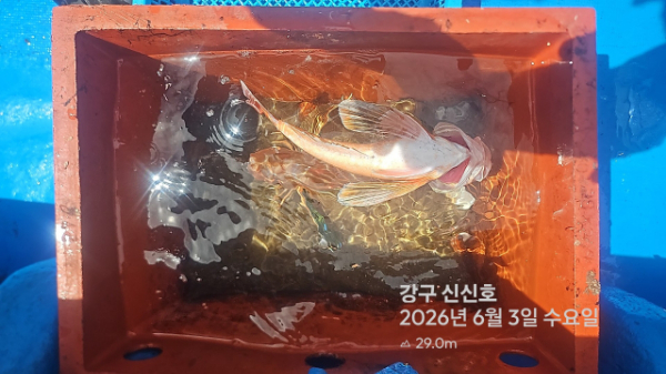 신신낚시 강구점 신신호_사진_20260603_10.jpg
