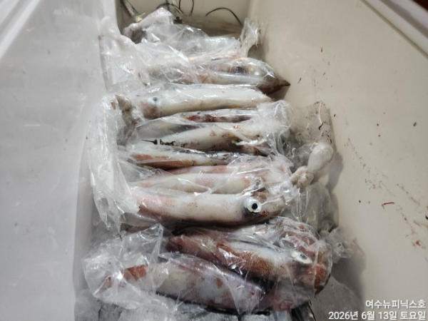 6월13일갈치 (7).jpg