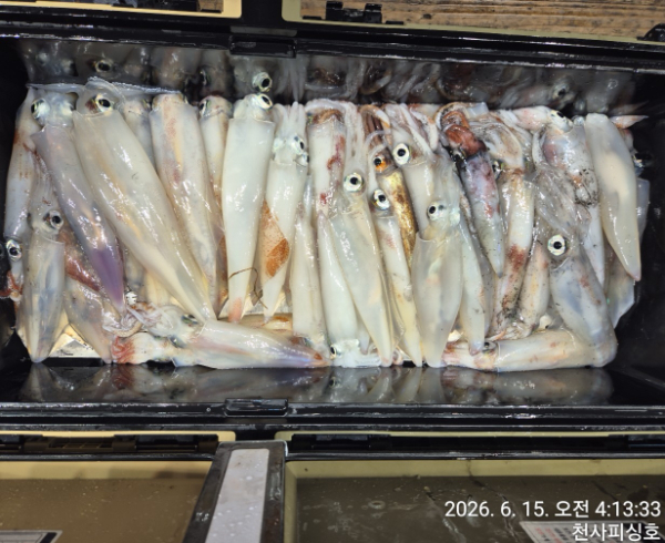 1004피싱_사진_20260615_2.jpg