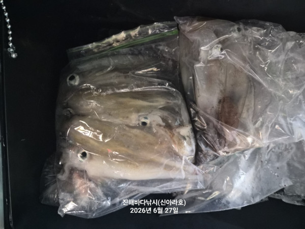 신아라호 한치 칼치 오징어_사진_20260627_11.jpg