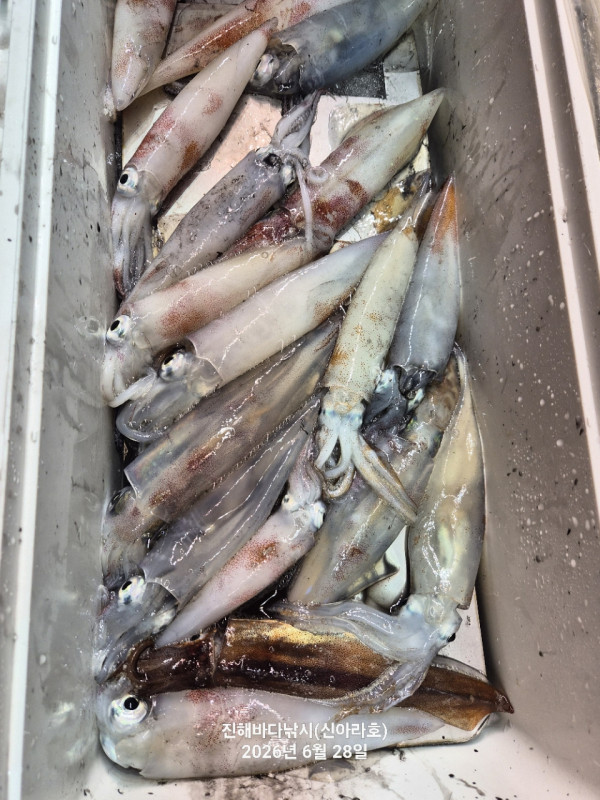 신아라호 한치 칼치 오징어_사진_20260628_18.jpg